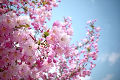 Close-up of pink cherry blossom