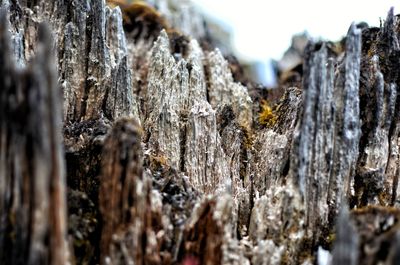 Close-up of water drops on tree