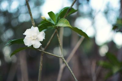 Close-up of white flower blooming on tree
