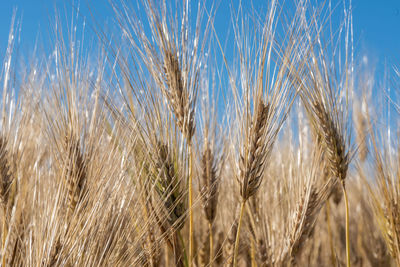 Close-up of wheat growing on field against sky