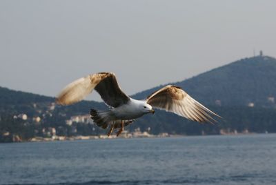 Bird flying over water