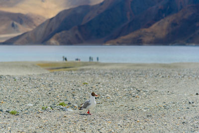 View of birds on beach