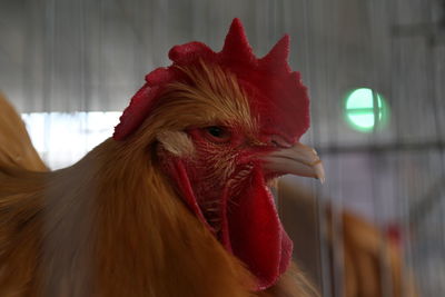 Close-up of rooster