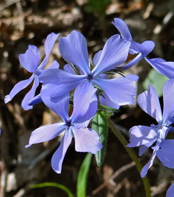 Close-up of purple flowers blooming outdoors