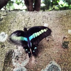 Close up of a turtle