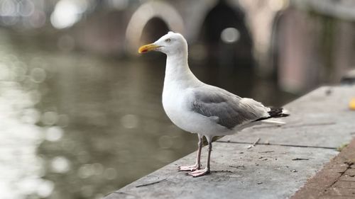 Close-up of seagull perching