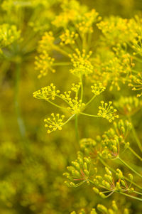 Close-up of yellow flowering plant on field