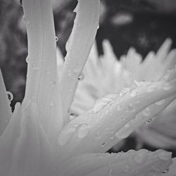Close-up of water drops on leaves