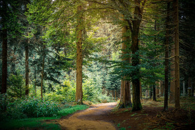 Pine trees in forest