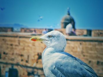 Close-up of seagull against blue sky