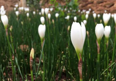 Close-up of white crocus flowers on field