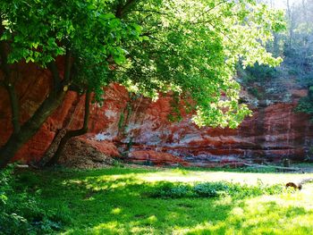Plants growing on a tree