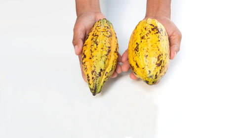 Midsection of person holding leaf against white background