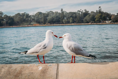 Seagulls perching on retaining wall by lake