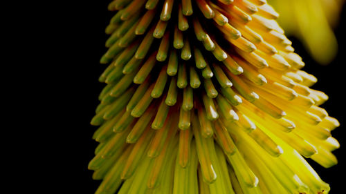 Close-up of yellow flower