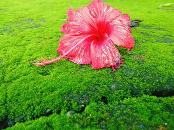 Close-up of pink flower