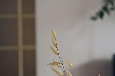 Close-up of yellow flowering plant against window