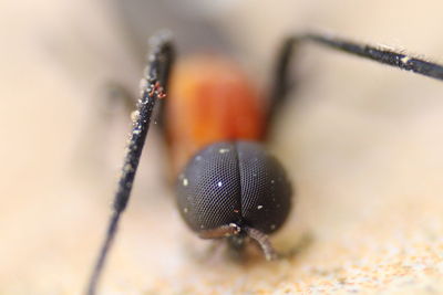 Close-up of insect