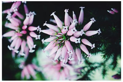 Close-up of purple flowers