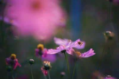 Close-up of pink flowering plant