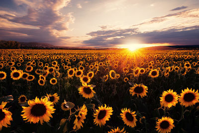 Scenic view of sunflower field against sky during sunset