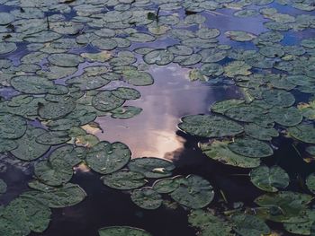 High angle view of water lily in lake