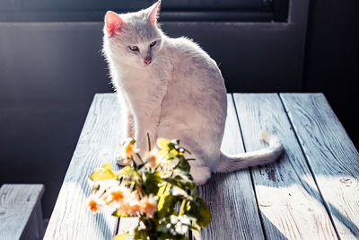 Cat sitting on wooden table