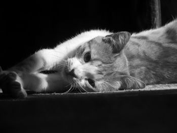 Portrait of cat lying on floor at home