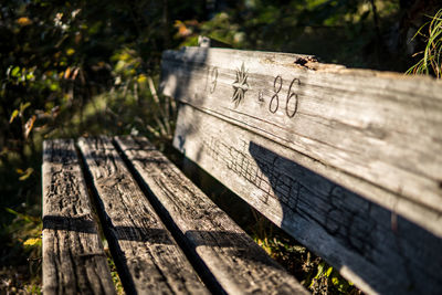Close-up of lizard on wood