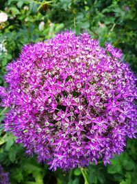 Close-up of purple flowers blooming outdoors