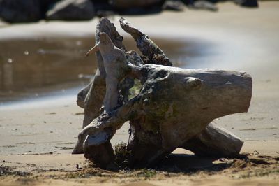 Close-up of animal skull on beach