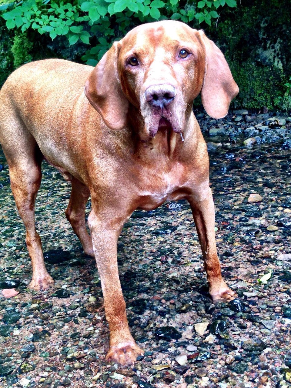 dog, animal themes, mammal, one animal, domestic animals, pets, looking at camera, portrait, standing, full length, day, outdoors, brown, field, no people, tree, sitting, pet collar, high angle view, nature