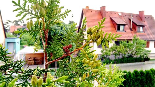 Low angle view of plants in backyard