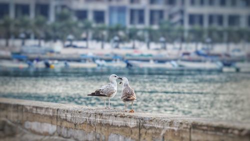 Seagulls perching on retaining wall