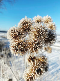 Close-up of wilted plant during winter
