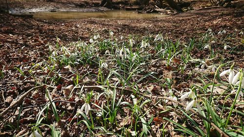 Close-up of dry grass on field