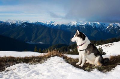 Dog sitting on snowcapped mountain against sky