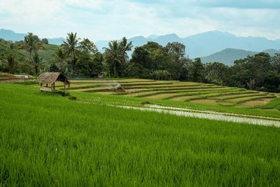 Scenic view of agricultural field against sky