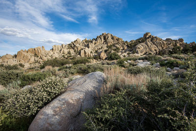 White wildflowers blooming in meadow and rock formations in eastern sierra nevada california usa