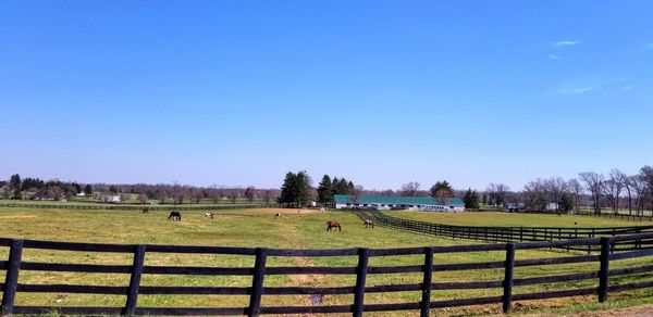 Scenic view of field against clear blue sky