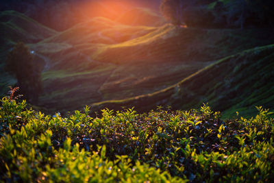 Plants growing on field