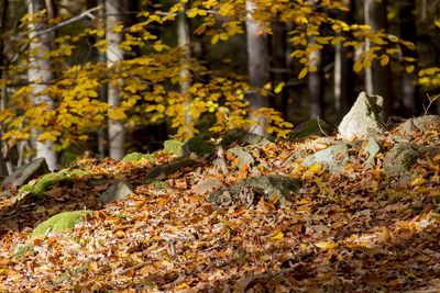 Close-up of autumn leaves on tree trunk