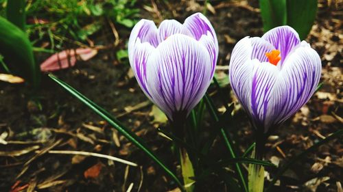 Close-up of purple flowers blooming in field