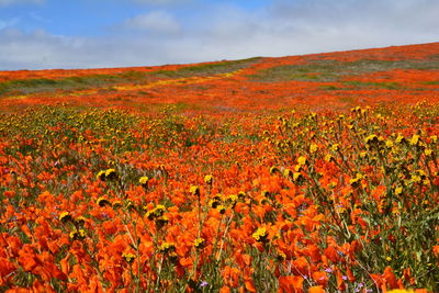 Scenic view of flowering plants on field against orange sky