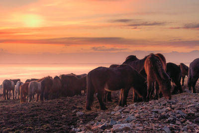 Horses in a field