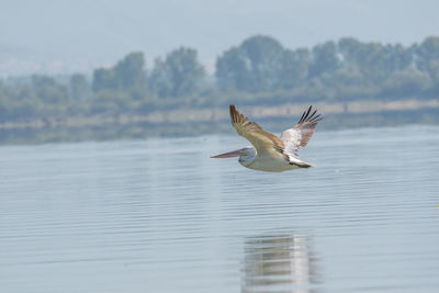 Seagulls flying over lake