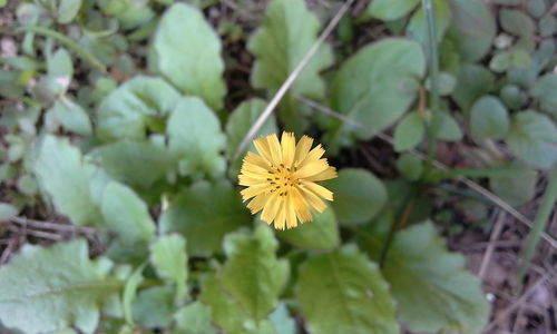 Close-up of yellow flowering plant