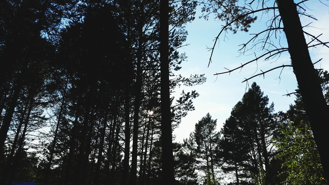 tree, low angle view, growth, silhouette, nature, tranquil scene, tranquility, tree trunk, sky, scenics, branch, beauty in nature, blue, day, outdoors, outline, tall - high, non-urban scene, solitude, no people, woodland, tall, growing