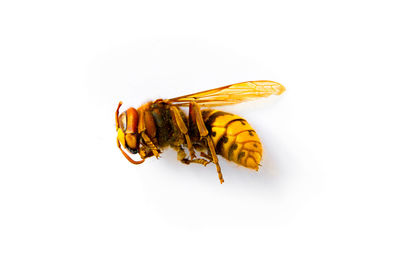 High angle view of bee over white background