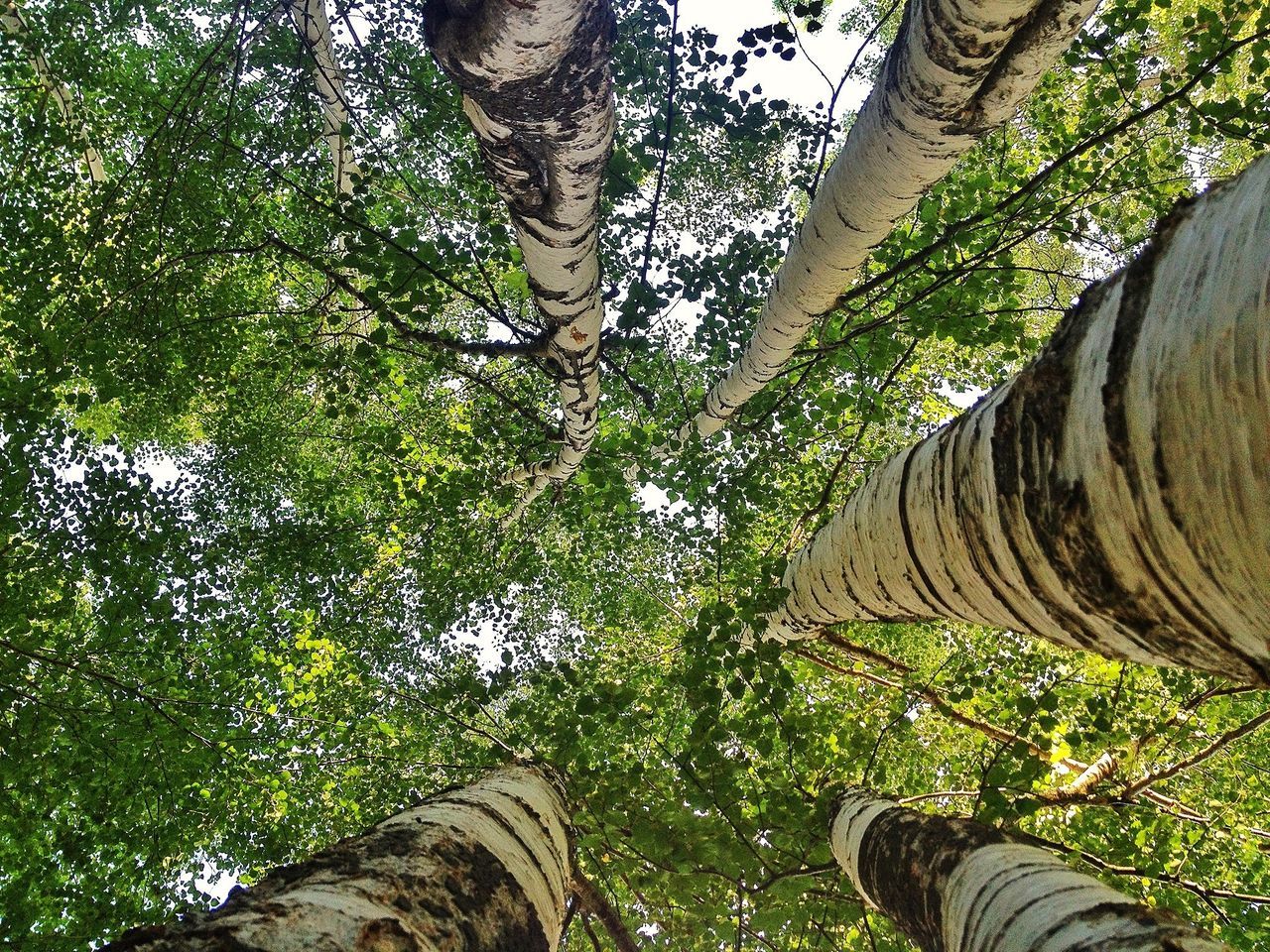 tree, growth, green color, tranquility, tree trunk, nature, beauty in nature, low angle view, branch, tranquil scene, day, green, outdoors, plant, sky, sunlight, scenics, grass, low section, forest